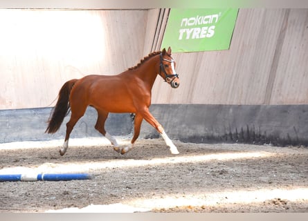 Duitse rijpony, Merrie, 4 Jaar, 147 cm, Vos