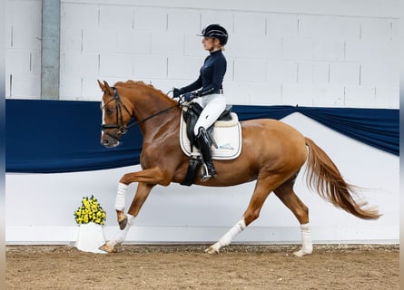 Duitse rijpony, Merrie, 4 Jaar, 148 cm, Falbe