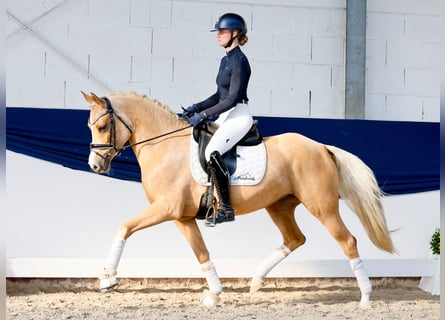 Duitse rijpony, Merrie, 4 Jaar, 148 cm, Palomino