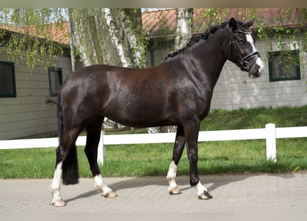 Duitse rijpony, Merrie, 4 Jaar, 148 cm, Zwart