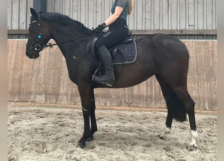 Duitse rijpony, Merrie, 4 Jaar, 148 cm, Zwart