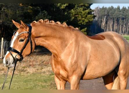 Duitse rijpony, Merrie, 4 Jaar, 151 cm, Vos