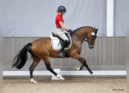 Duitse rijpony, Merrie, 4 Jaar, 152 cm, Bruin