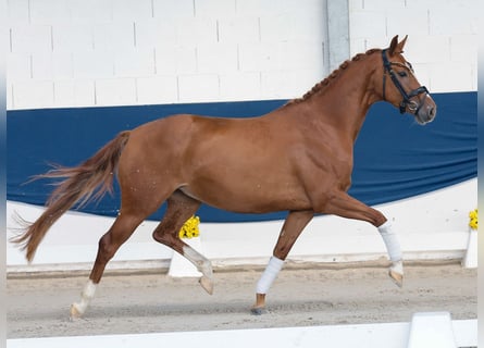 Duitse rijpony, Merrie, 4 Jaar, 155 cm, Vos