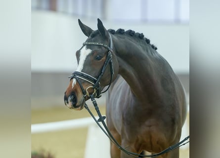 Duitse rijpony, Merrie, 4 Jaar, Bruin