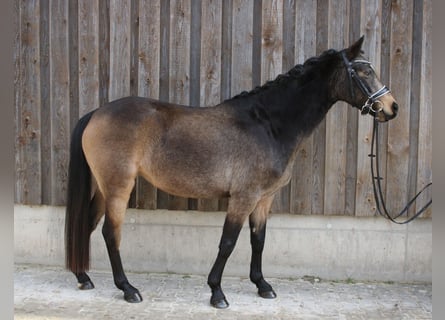 Duitse rijpony, Merrie, 5 Jaar, 143 cm, Buckskin