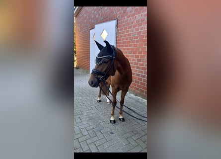 Duitse rijpony, Merrie, 5 Jaar, 143 cm, Donkere-vos