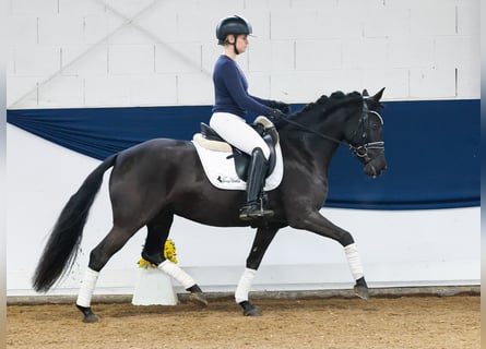 Duitse rijpony, Merrie, 5 Jaar, 143 cm, Zwart