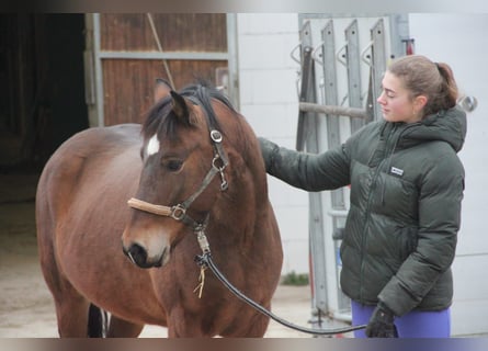 Duitse rijpony Mix, Merrie, 5 Jaar, 144 cm, Bruin