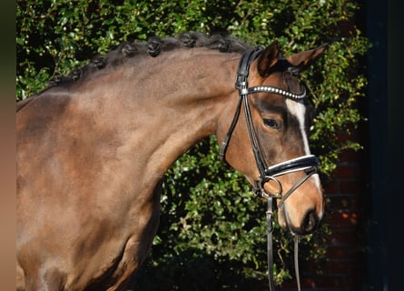 Duitse rijpony, Merrie, 5 Jaar, 144 cm, Donkerbruin