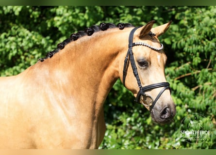 Duitse rijpony, Merrie, 5 Jaar, 145 cm, Falbe