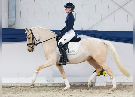 Duitse rijpony, Merrie, 5 Jaar, 145 cm, Palomino