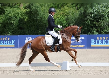 Duitse rijpony, Merrie, 5 Jaar, 145 cm, Vos