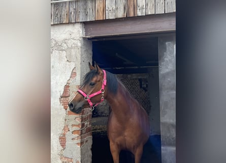Duitse rijpony, Merrie, 5 Jaar, 146 cm, Bruin