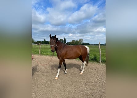 Duitse rijpony, Merrie, 5 Jaar, 146 cm, Gevlekt-paard