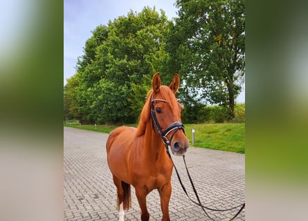 Duitse rijpony, Merrie, 5 Jaar, 146 cm, Vos