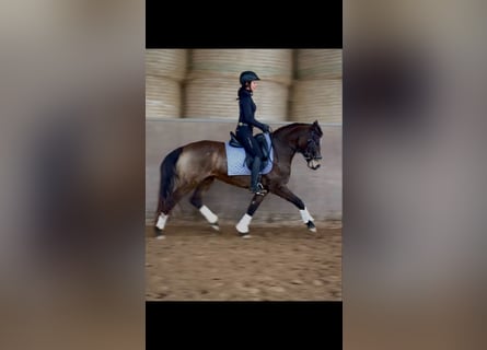 Duitse rijpony, Merrie, 5 Jaar, 147 cm, Buckskin