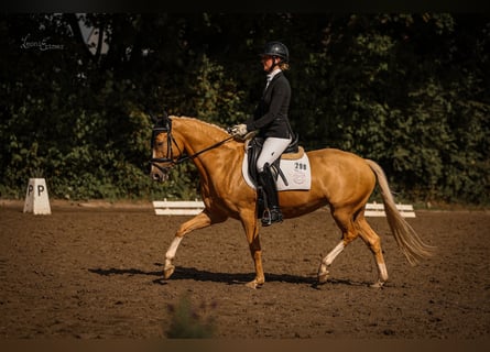 Duitse rijpony, Merrie, 5 Jaar, 147 cm, Palomino