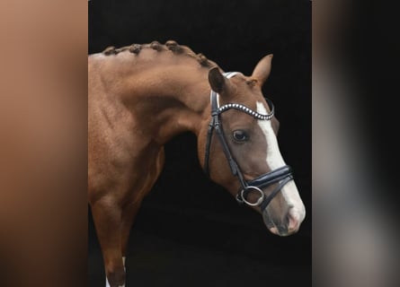 Duitse rijpony, Merrie, 5 Jaar, 147 cm, Vos