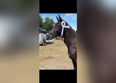 Duitse rijpony, Merrie, 5 Jaar, 147 cm, Zwart