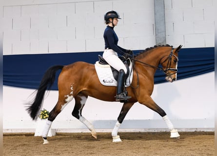 Duitse rijpony, Merrie, 5 Jaar, 148 cm, Bruin