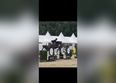 Duitse rijpony, Merrie, 5 Jaar, 148 cm, Bruin