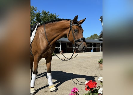 Duitse rijpony, Merrie, 5 Jaar, 148 cm, Champagne