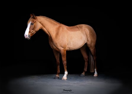 Duitse rijpony, Merrie, 5 Jaar, 148 cm, Falbe