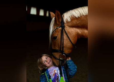 Duitse rijpony, Merrie, 5 Jaar, 148 cm, Palomino