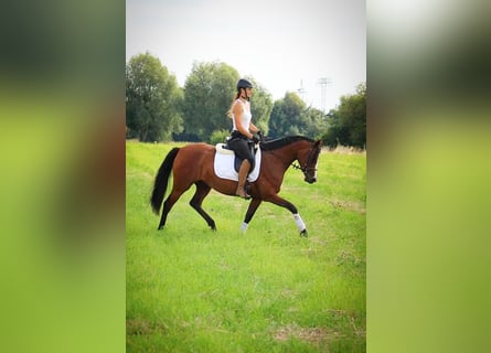 Duitse rijpony, Merrie, 5 Jaar, 151 cm, Bruin