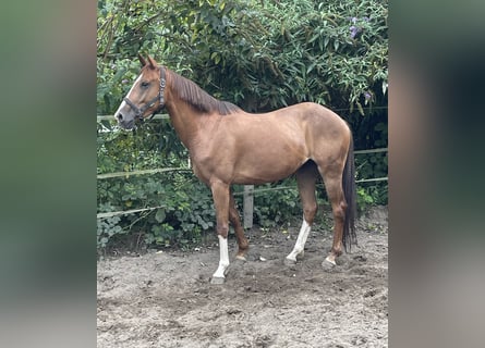 Duitse rijpony, Merrie, 5 Jaar, 151 cm, Vos