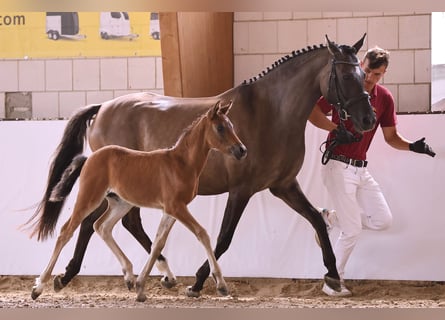 Duitse rijpony, Merrie, 5 Jaar, 152 cm