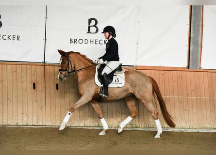 Duitse rijpony, Merrie, 5 Jaar, 153 cm, Vos