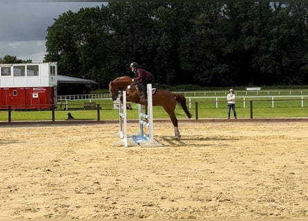 Duitse rijpony, Merrie, 5 Jaar, 153 cm, Vos