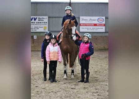 Duitse rijpony, Merrie, 5 Jaar, 156 cm, Vos