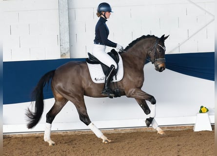 Duitse rijpony, Merrie, 5 Jaar, 158 cm, Donkerbruin