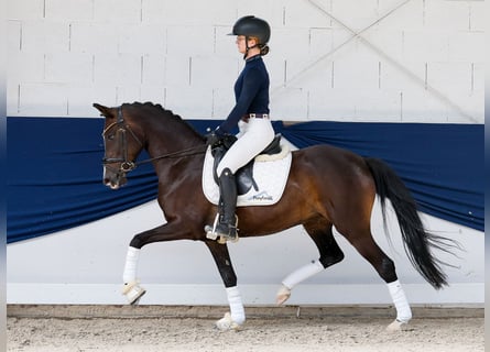 Duitse rijpony, Merrie, 5 Jaar, Bruin