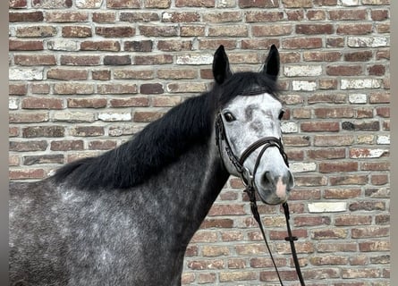 Duitse rijpony, Merrie, 6 Jaar, 140 cm, Appelschimmel