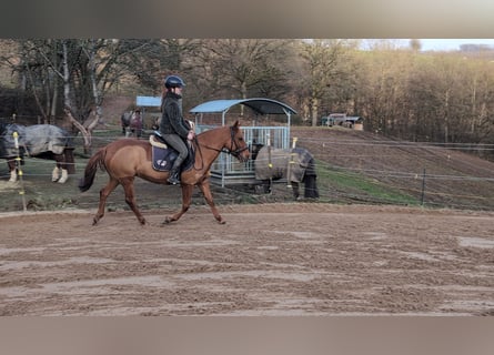Duitse rijpony, Merrie, 6 Jaar, 141 cm, Vos