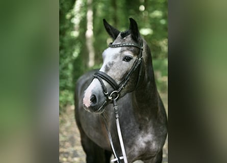 Duitse rijpony, Merrie, 6 Jaar, 144 cm, Schimmel