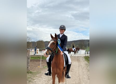 Duitse rijpony, Merrie, 6 Jaar, 144 cm, Vos