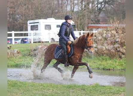 Duitse rijpony, Merrie, 6 Jaar, 144 cm, Vos