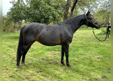 Duitse rijpony, Merrie, 6 Jaar, 145 cm, Bruin