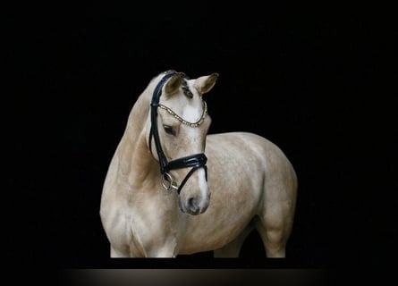 Duitse rijpony, Merrie, 6 Jaar, 145 cm, Falbe