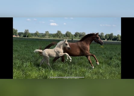 Duitse rijpony, Merrie, 6 Jaar, 145 cm, Vos