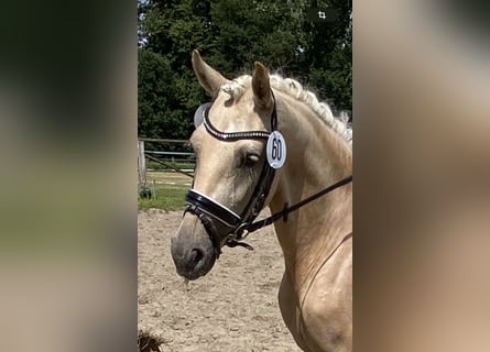Duitse rijpony, Merrie, 6 Jaar, 146 cm, Palomino