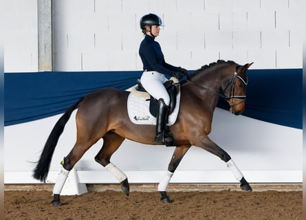 Duitse rijpony, Merrie, 6 Jaar, 147 cm, Bruin