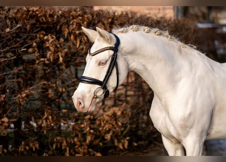 Duitse rijpony, Merrie, 6 Jaar, 147 cm, Cremello