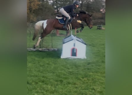 Duitse rijpony, Merrie, 6 Jaar, 147 cm, Gevlekt-paard