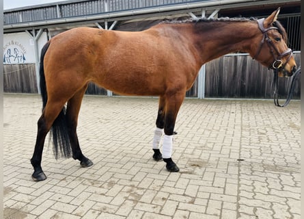 Duitse rijpony, Merrie, 6 Jaar, 148 cm, Bruin